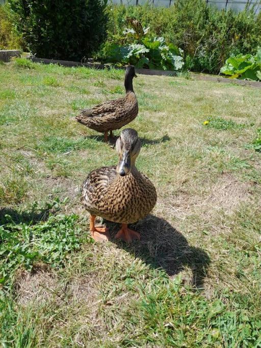 Le Ch'Ti 4 Saisons Maison De Vacances Avec Parking Et Jardin サントメール エクステリア 写真