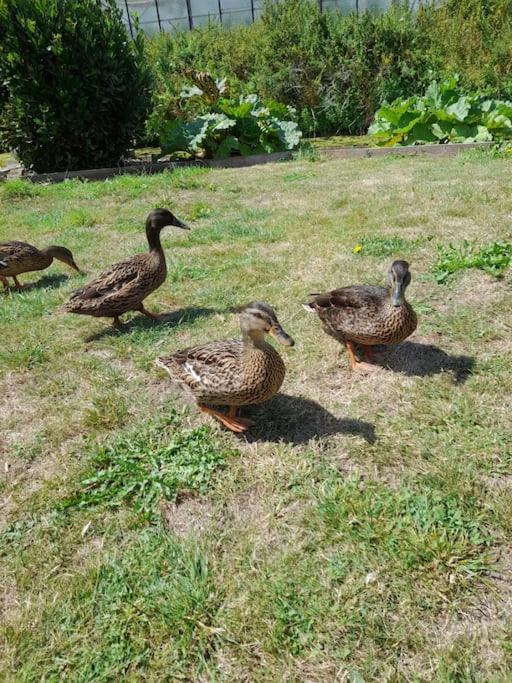 Le Ch'Ti 4 Saisons Maison De Vacances Avec Parking Et Jardin サントメール エクステリア 写真